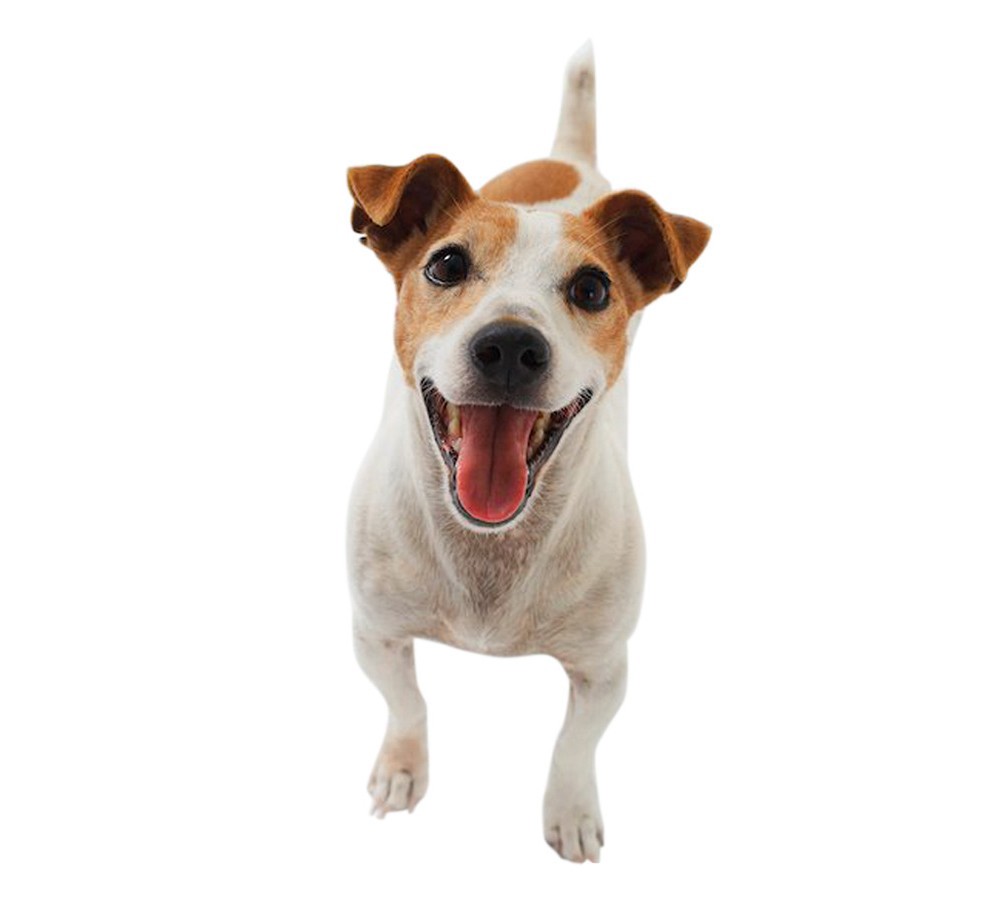 slide 3 of 3, Pup-Peroni Original Beef Recipe Dog Treats, 5.6 Oz. Bag, 5.6 oz