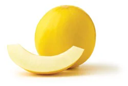 Honeydew Melon - Golden
