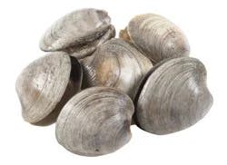 Little Neck Clams