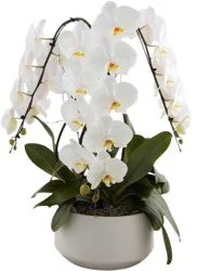Niagara Large Crown Orchid