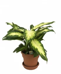 Upright Plant With Saucer