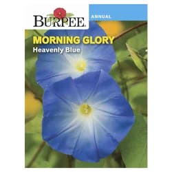 Burpee Morning Glory Heavenly Blue Seeds