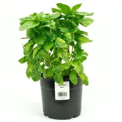 H-E-B Sweet Basil