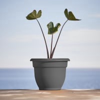 slide 5 of 5, Bloem Ariana Charcoal Planter 10In, 1 ct