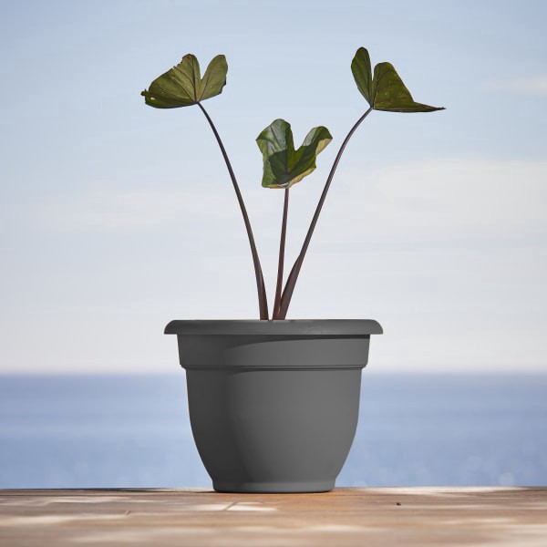 slide 3 of 5, Bloem Ariana Charcoal Planter 10In, 1 ct