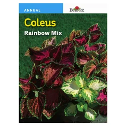 Burpee Coleus Rainbow Mix Seeds - Multi-Color