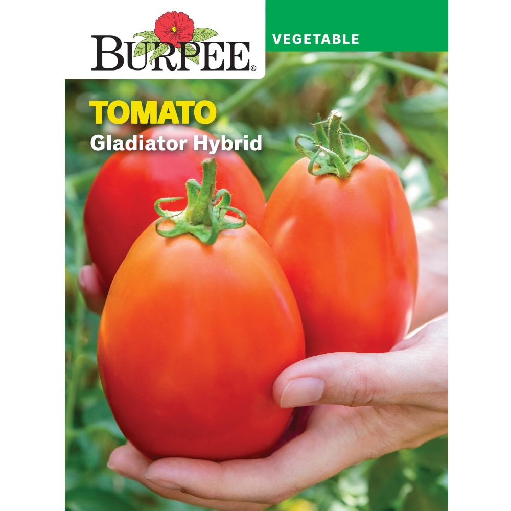 slide 1 of 1, Burpee Tomato Gladiator Hybrid Seed Packet, 1 ct