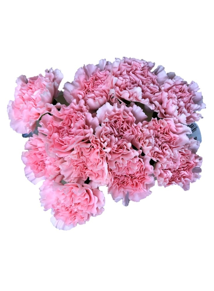 slide 1 of 1, BLOOM HAUS Carnations, 12 ct