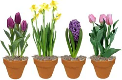 Bulbs in Clay Pot - Assorted