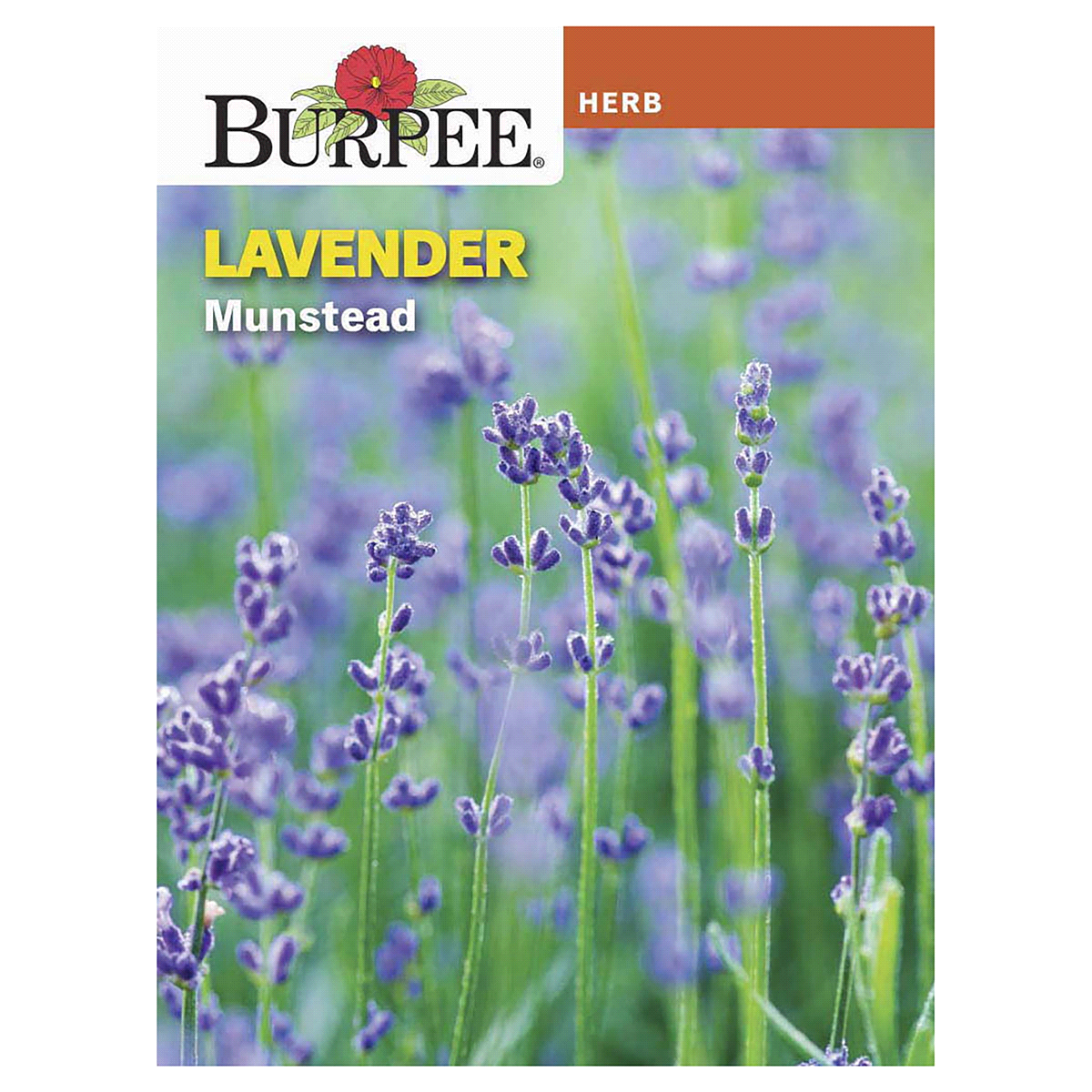 slide 1 of 5, Burpee Herb Lavender Munstead Seeds, 1 ct