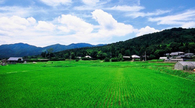 slide 6 of 6, Joto Sake - Junmai Nigori, 300 ml (300x12), 300 ml