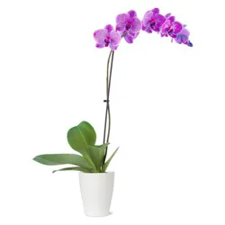 Colored Orchids In Ceramic, 5 Inch