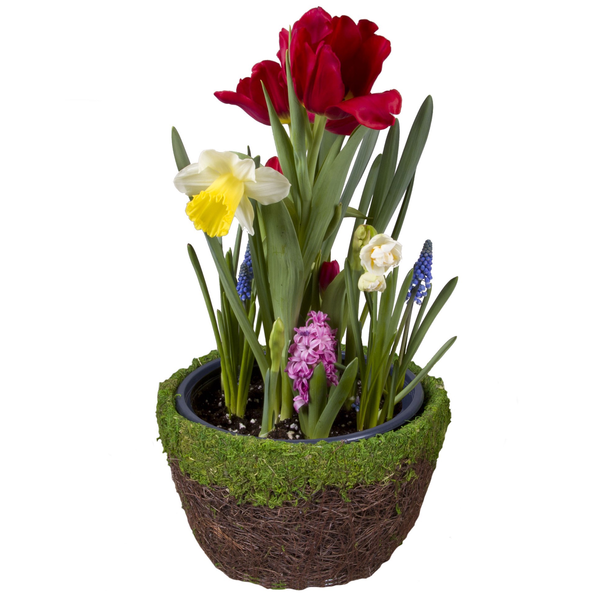 slide 1 of 1, K 8In. Bulb Garden Basket, 
