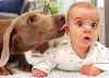 slide 1 of 1, Avanti Card Birthday Dog Licks Baby's Ear, 1 ct