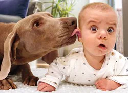 Avanti Birthday Card Dog Licks Baby's Ear