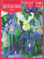 Dutch Iris Mixed 10ct