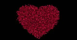 Frontier Red Rose Petals