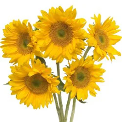 Central Market Jumbo Sunflowers