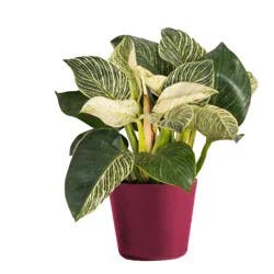 Standard Foliage