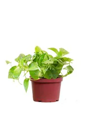 LiveTrends 6 Inch Assorted Trailing Foliage Houseplant in 36 oz Hanging Basket