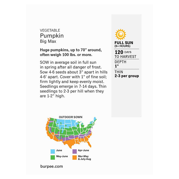 slide 3 of 5, Burpee Pumpkin Big Max Seeds, 1 ct