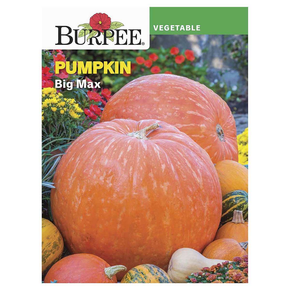 slide 1 of 5, Burpee Pumpkin Big Max Seeds, 1 ct