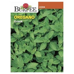 Burpee Oregano Seeds