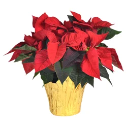 Bachman's Red Poinsettia In 6.5-Inch Pot