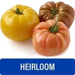 Fresh Heirloom Tomato