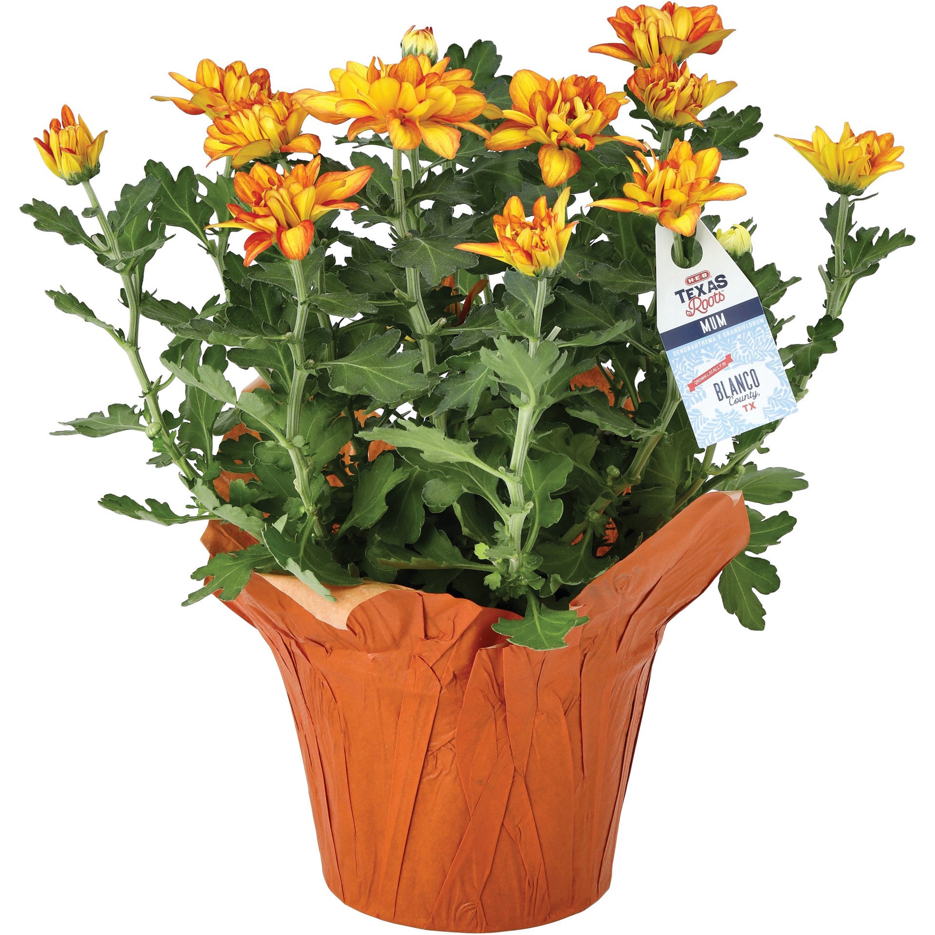 slide 1 of 1, Floral 6.5'' Pelee Mum, 1 ct