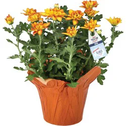 Floral 6.5'' Pelee Mum