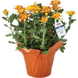 Floral 6.5'' Pelee Mum