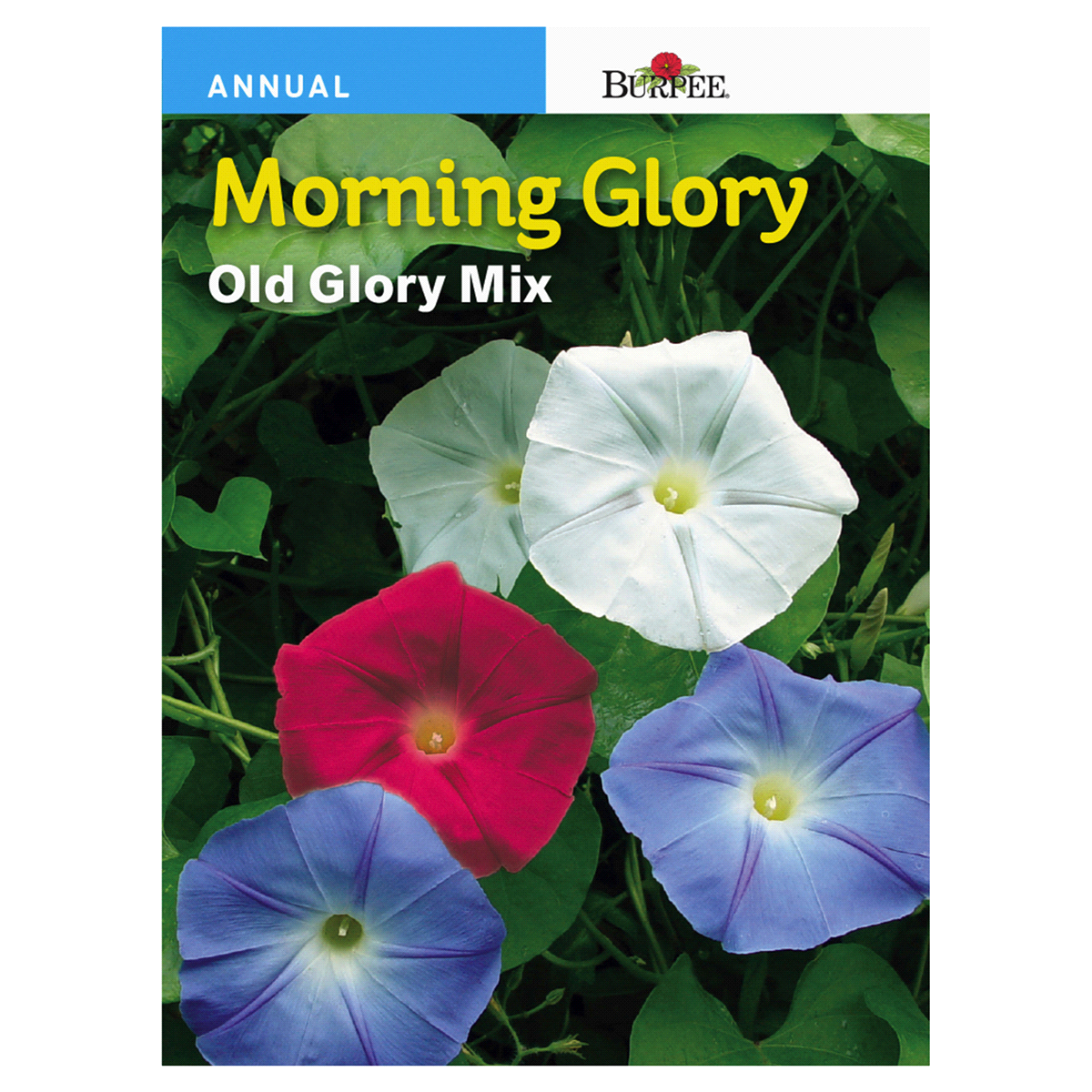 slide 1 of 1, Burpee Morning Glory, Tall Mix, 1 ct