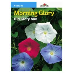 Burpee Morning Glory, Tall Mix