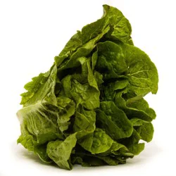 Organic Romaine Lettuce