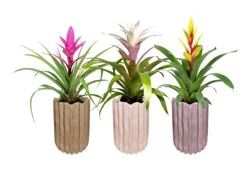 Bromeliad in Ceramic Upgrade - Assorted