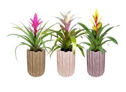 Bromeliad in Ceramic Upgrade - Assorted