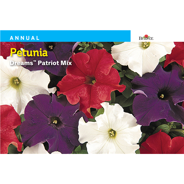 slide 1 of 1, Burpee Petunia Dreams Patriot Mix Seeds, 1 ct