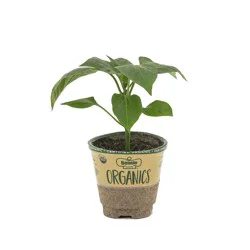Bonnie Plants Organic Red Bell Bunker Pepper 4"