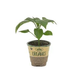 Bonnie Plants Organic Red Bell Bunker Pepper 4"