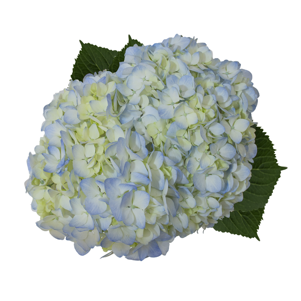 slide 1 of 1, Blue Hydrangeas, 1 ct