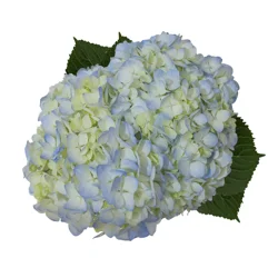 Blue Hydrangeas