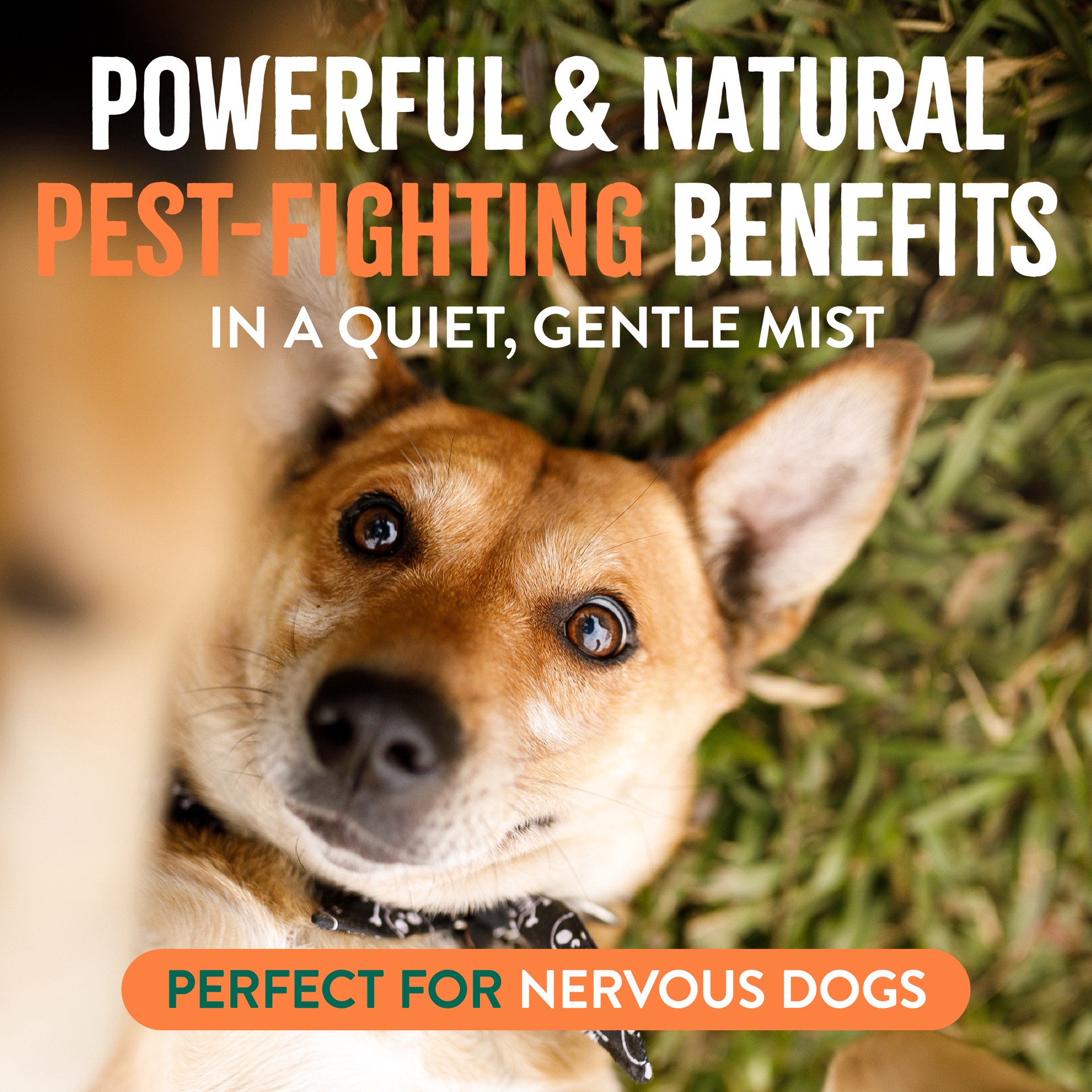 slide 3 of 8, TropiClean Natural* Flea + Tick Dog + Home Easy Mist Spray, 14oz, 14 oz