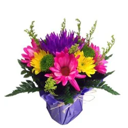 Fresh Little Wonder Arrangement