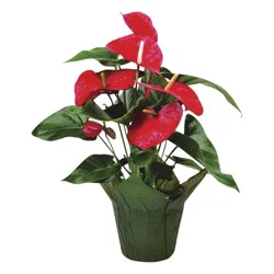 Anthurium 6 in