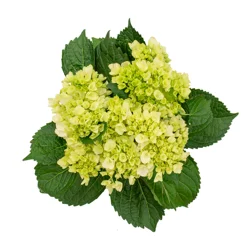 Green Hydrangeas