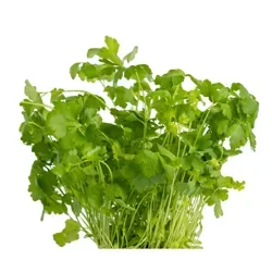 Organic Cilantro