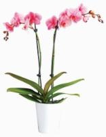 slide 1 of 1, Phalaenopsis Pink Orchids, 5 in