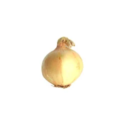 Yellow Onion