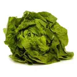 Organic Organic Boston Butter Lettuce